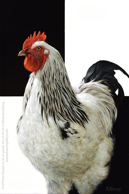 Alexandra Klimas, Charlie the Rooster I