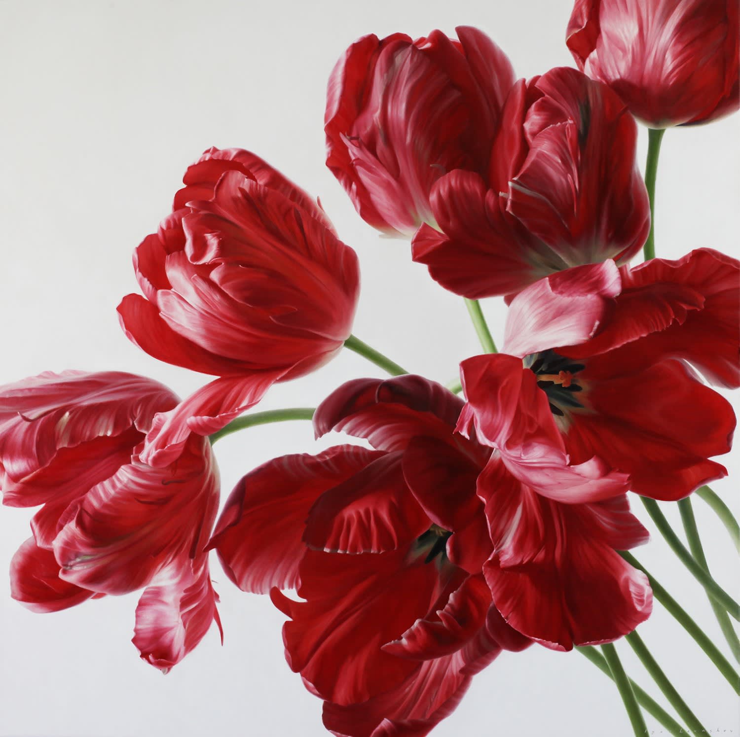 Igor Levashov, Red Parrot Tulips