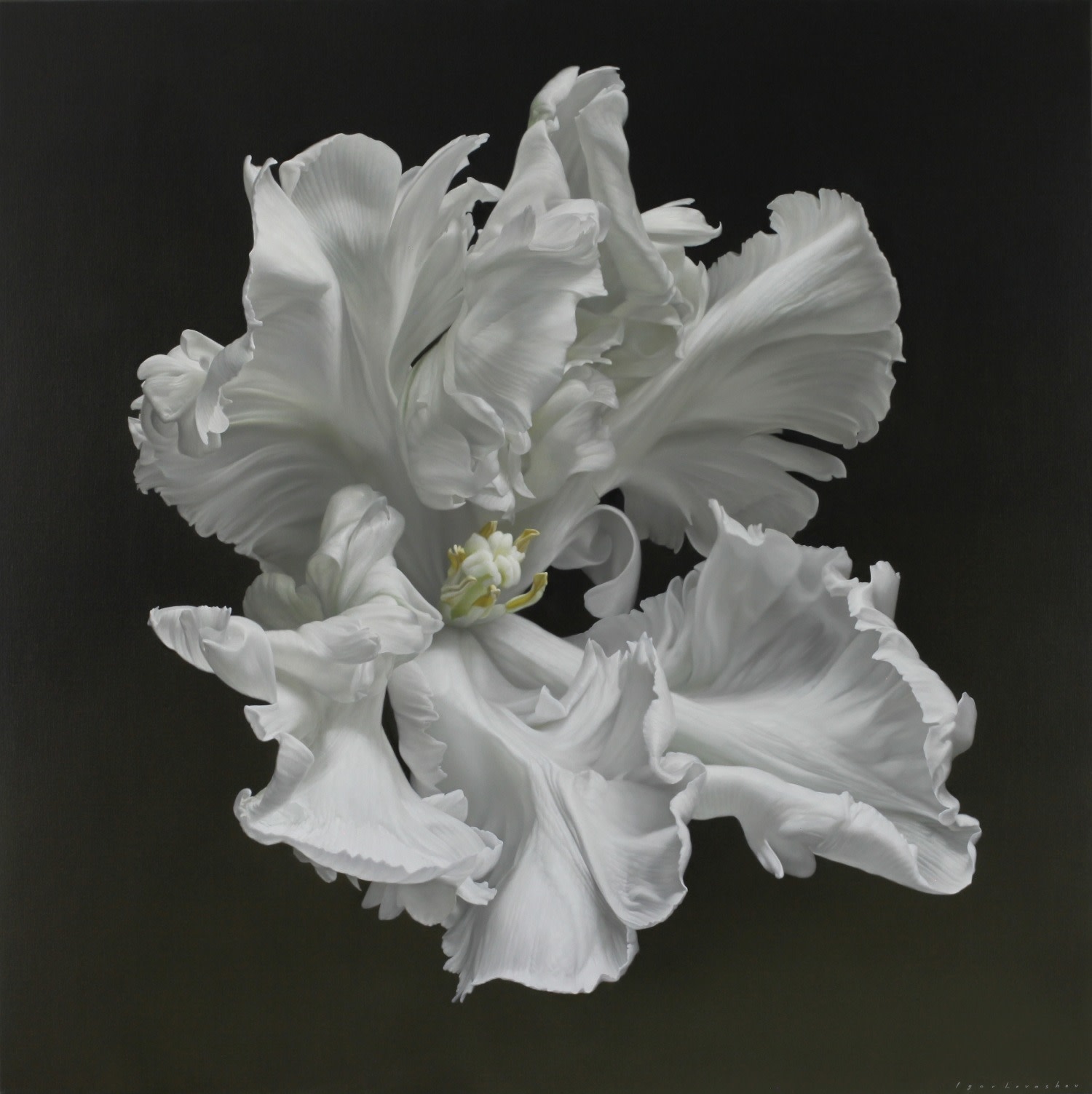 Igor Levashov, White Parrot XVII