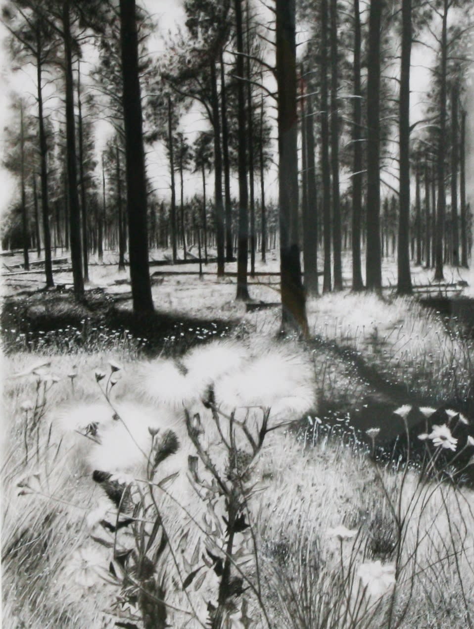 Andrew Tift, Arizona Woods