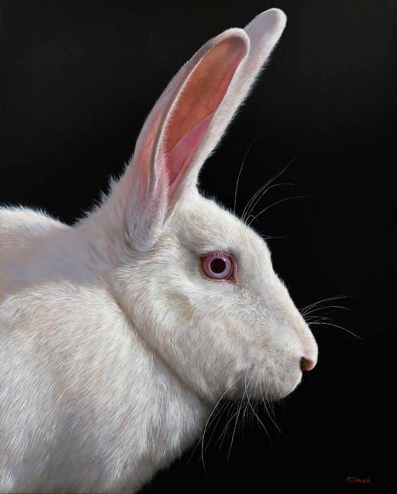 Alexandra Klimas, Snowy the Rabbit, 2018