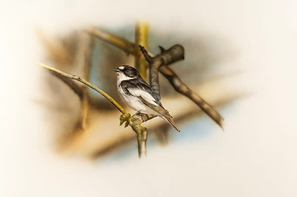 Adrian Smart, The Pied Flycatcher