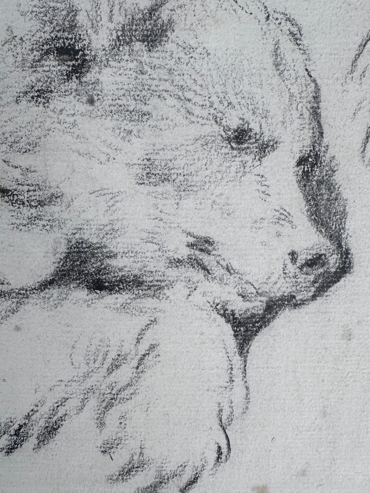 Attributed to Jean‑Baptiste OUDRY (Paris 1686 – Beauvais 1755), Studies of a Bear Cub – reclining head and right fore‑paw, c. 1730