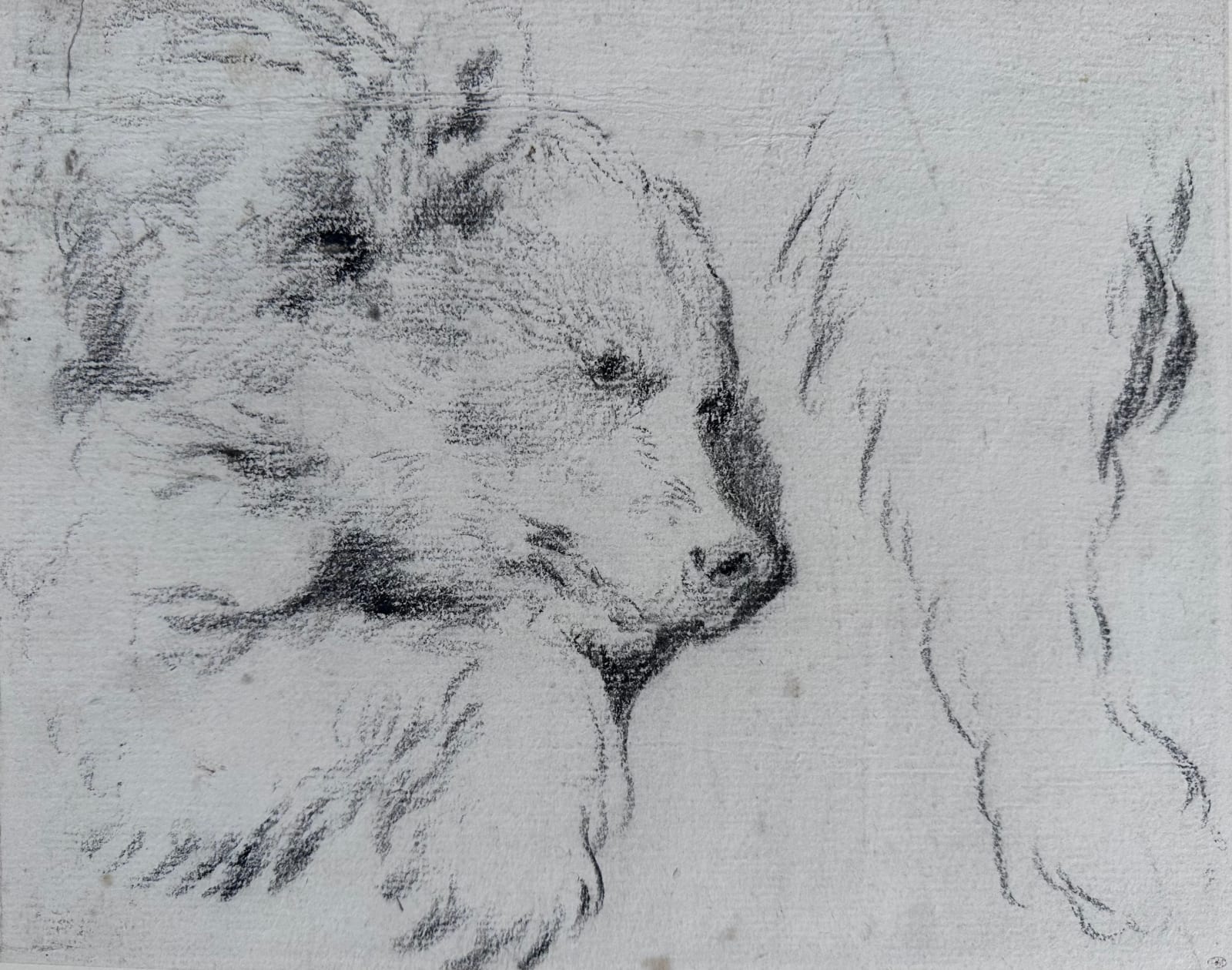 Attributed to Jean‑Baptiste OUDRY (Paris 1686 – Beauvais 1755), Studies of a Bear Cub – reclining head and right fore‑paw, c. 1730