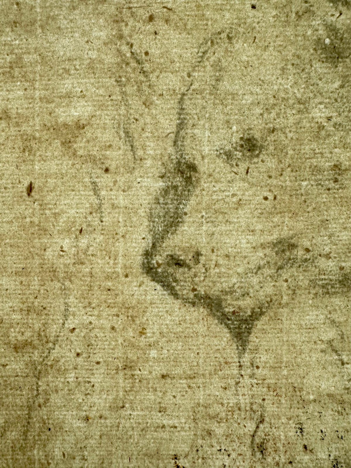 Attributed to Jean‑Baptiste OUDRY (Paris 1686 – Beauvais 1755), Studies of a Bear Cub – reclining head and right fore‑paw, c. 1730