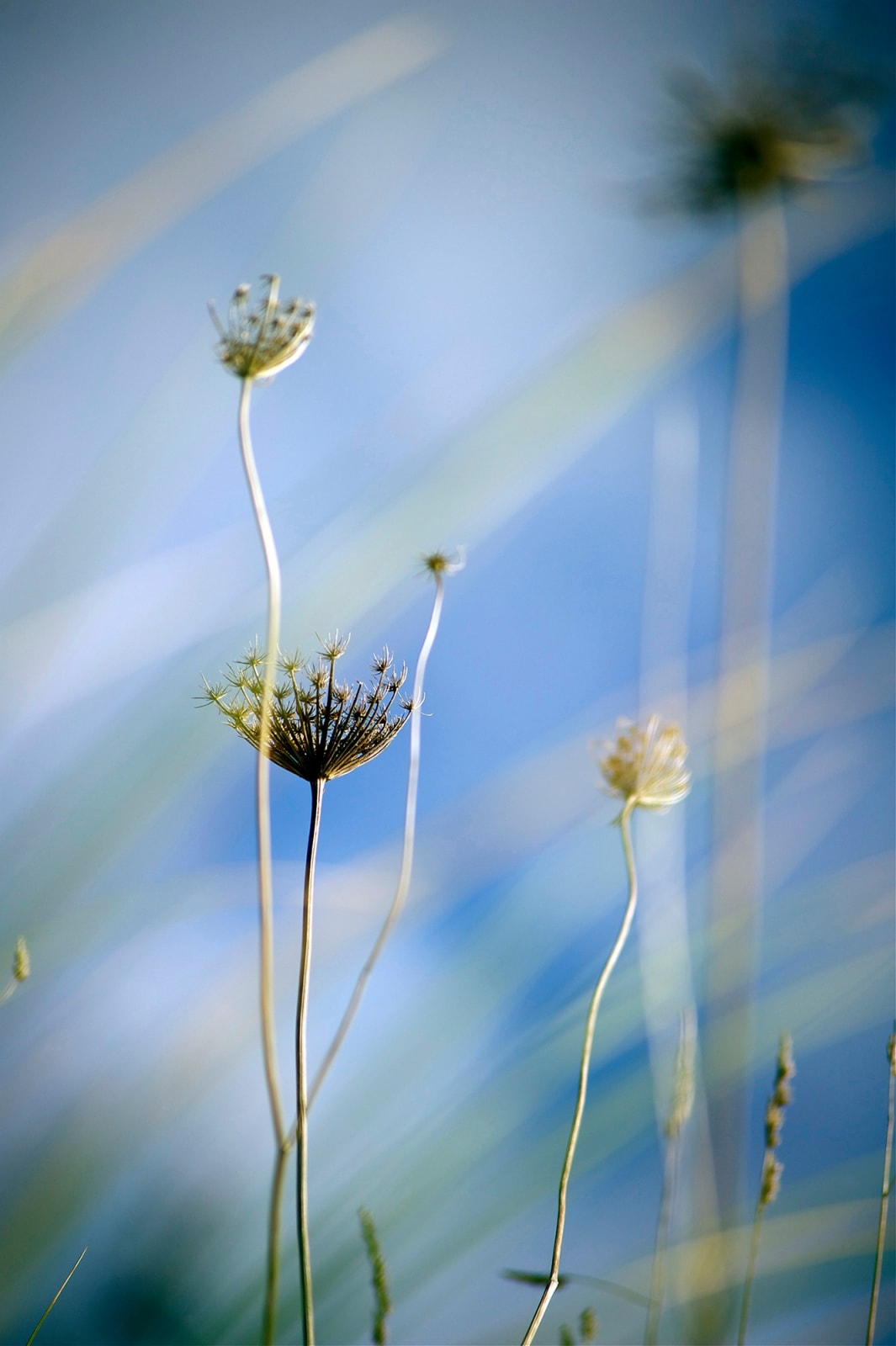 Sarah Jane Frost, Dune Dance, 2019