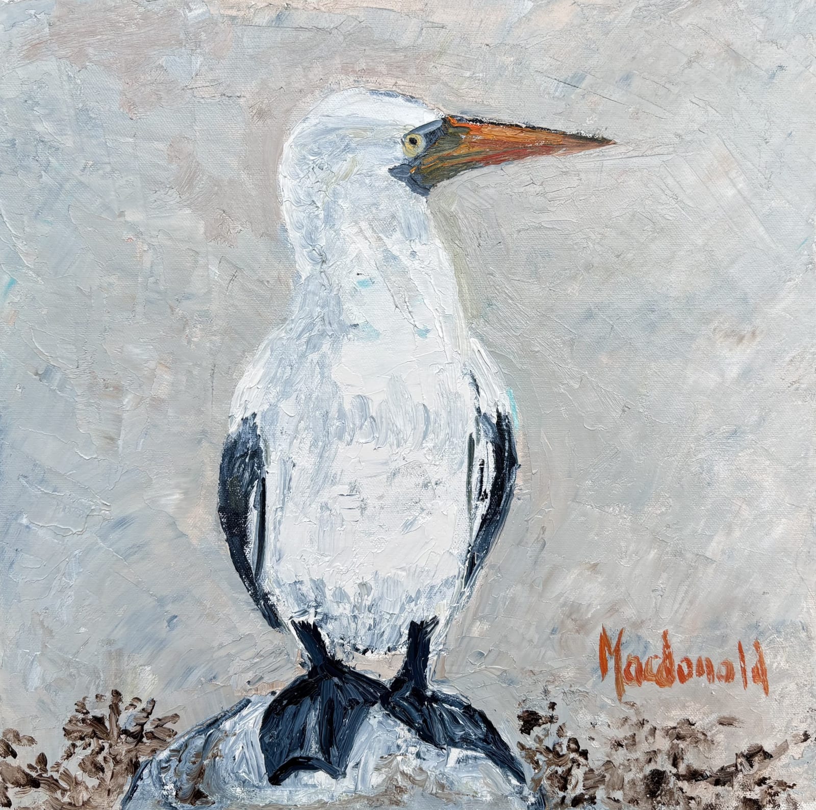 Frances Macdonald, 33. Nazca Booby, 2025