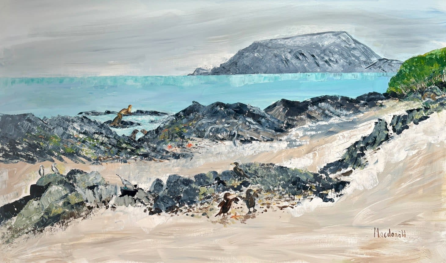 Frances Macdonald, 52. Sally Lightfoot crabs, sea lions, flightless cormorants, iguanas, blue footed boobies and even a giant tortoise. Ecuador Volcano, Galapagos, 2025