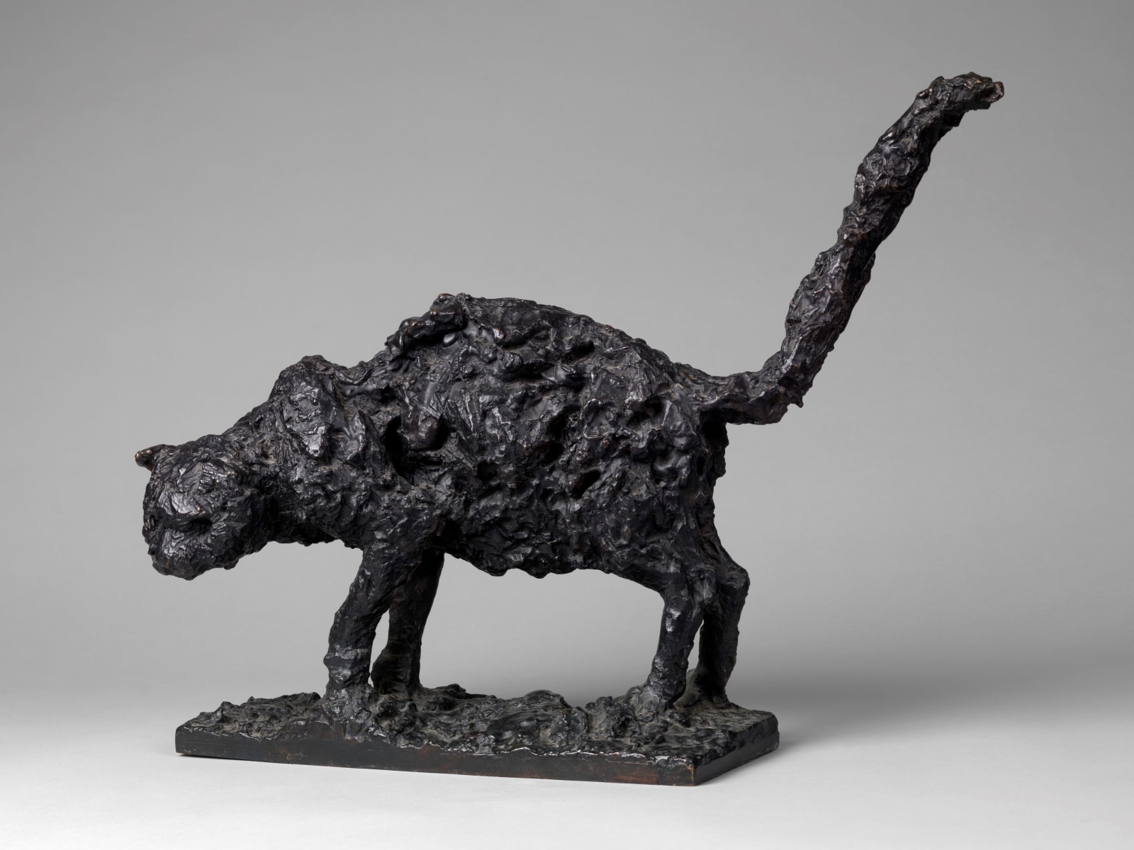 Robert Clatworthy, Cat, 1954