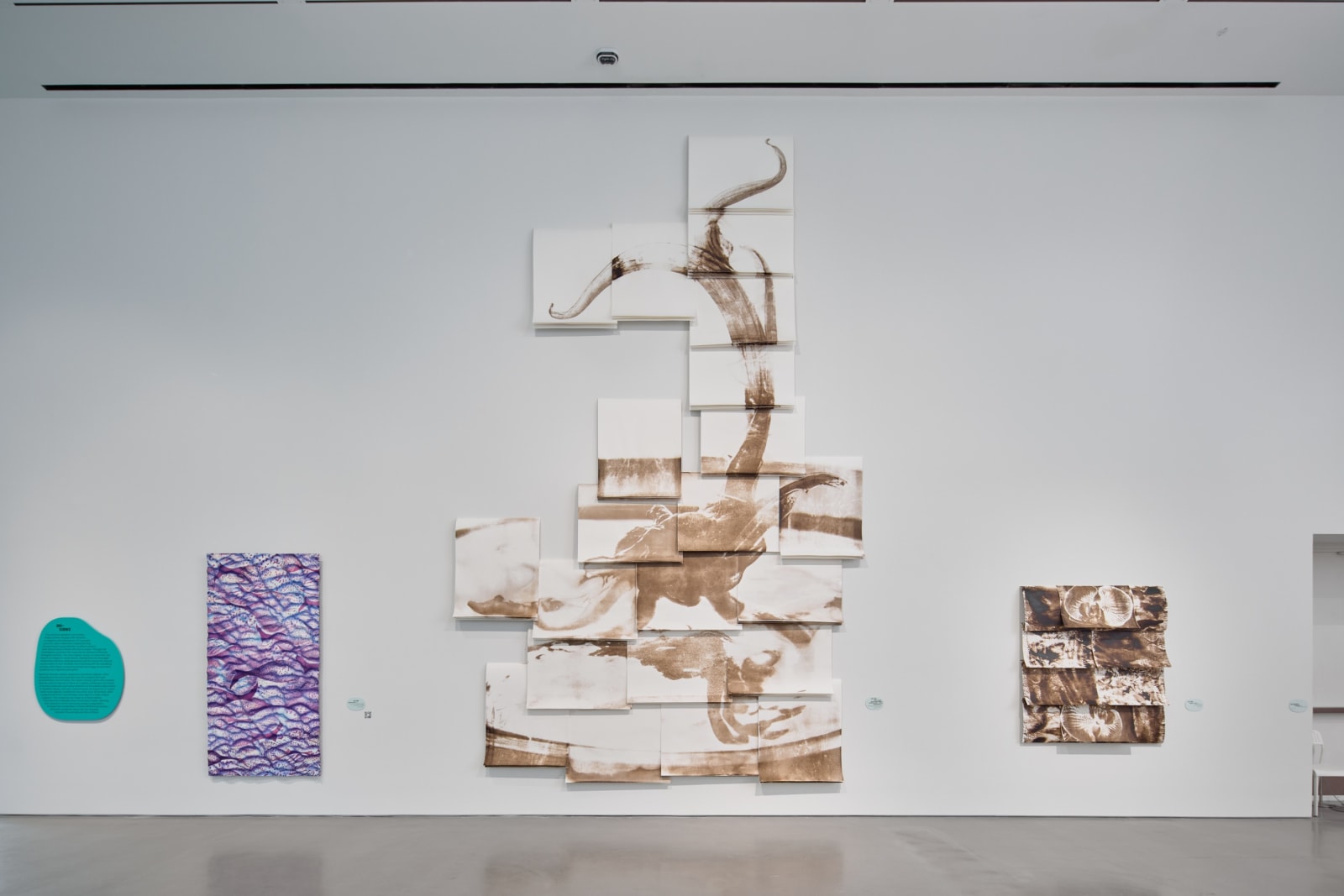 Lucy Kim, Ichthysopsis 1, 2025
