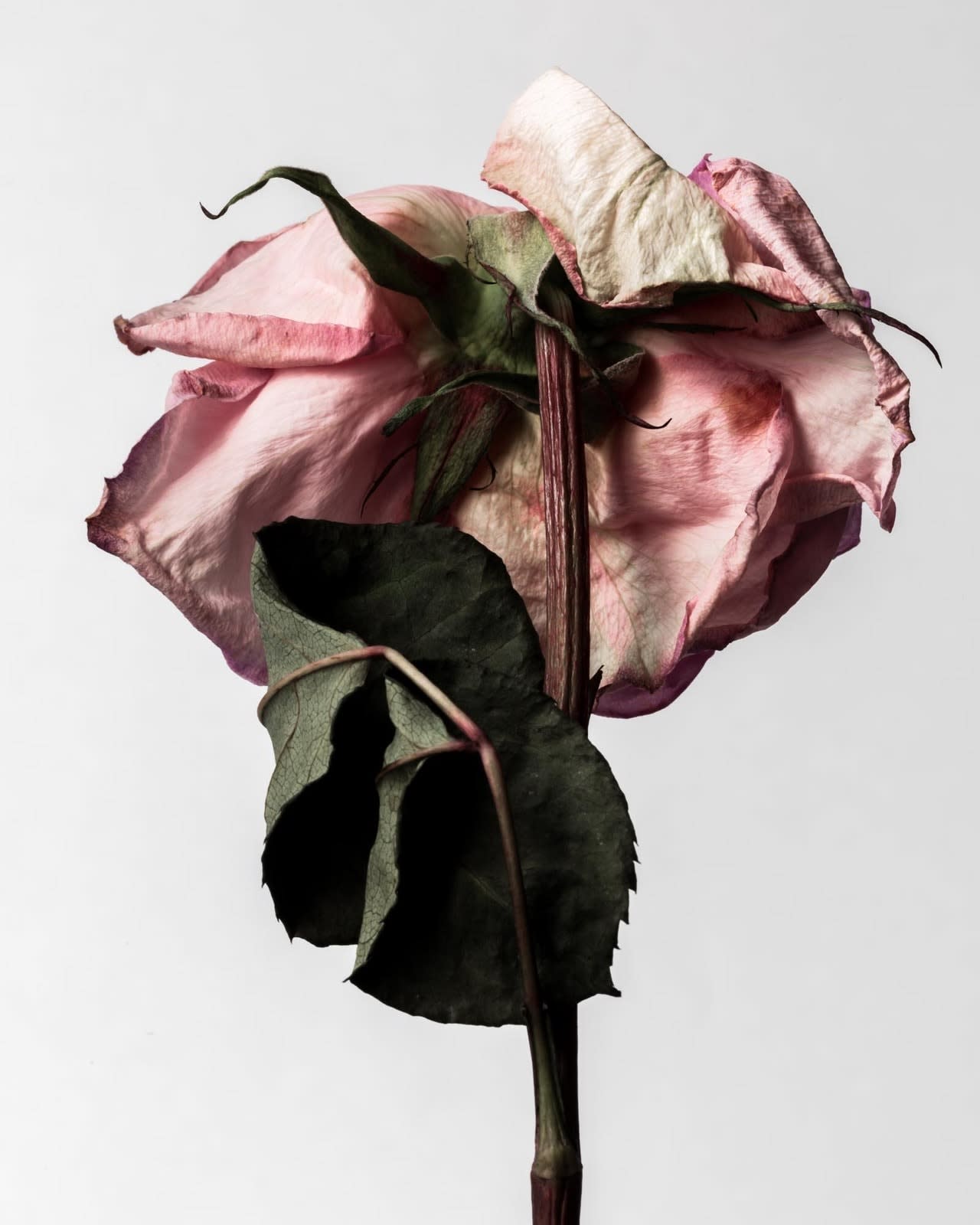Mario Kroes, Decaying Rose II, 2019