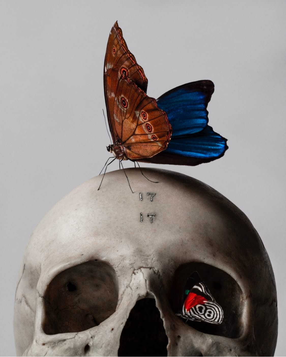 Mario Kroes, Skull and Butterfly, 2018