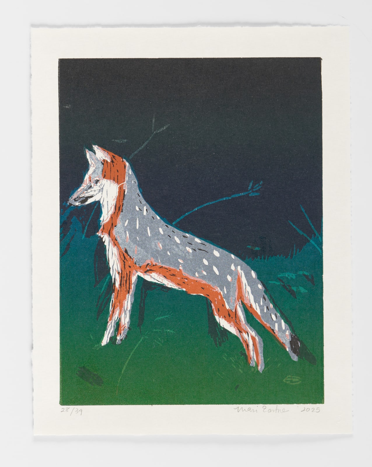 Mari Eastman, Untitled (Gray Fox), (28/34), 2025