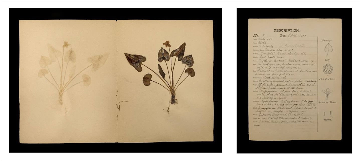 Rohini Devasher, Specimen No. 5 Page 3 Of Atlas Phaenogamia? The Atlas Of Mimetic Flowering Plants, 2018