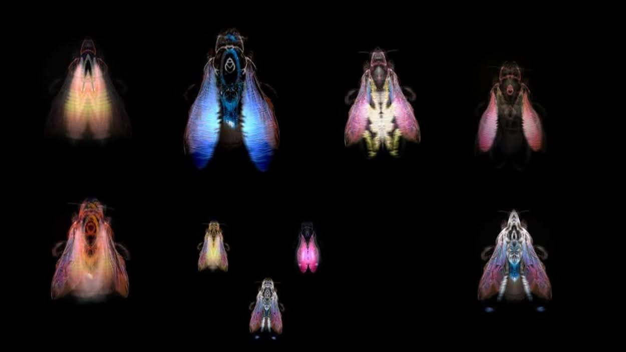 Rohini Devasher, Cabinet 5 Order: Dipteria (Fly) Order: Hymenoptera (Wasp & Bee)Diptera(Fly)Hopeful Monsters, 2018