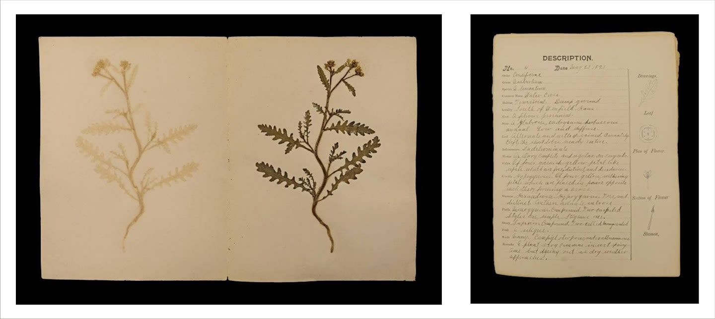 Rohini Devasher, Specimen No. 4 Page 2 Of Atlas Phaenogamia? The Atlas Of Mimetic Flowering Plants, 2018