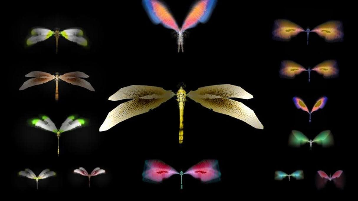 Rohini Devasher, Cabinet 2 Odonata (Dragonfly) Hopeful Monsters, 2018