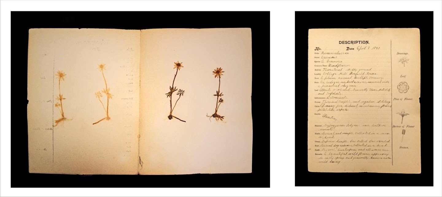 Rohini Devasher, Specimen No. 1 Page 6 Of Atlas Phaenogamia? The Atlas Of Mimetic Flowering Plants, 2018