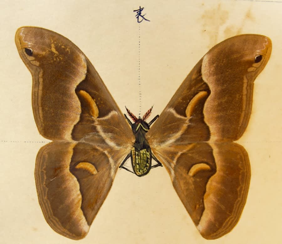 Japanese lepidoptery album. Sample page