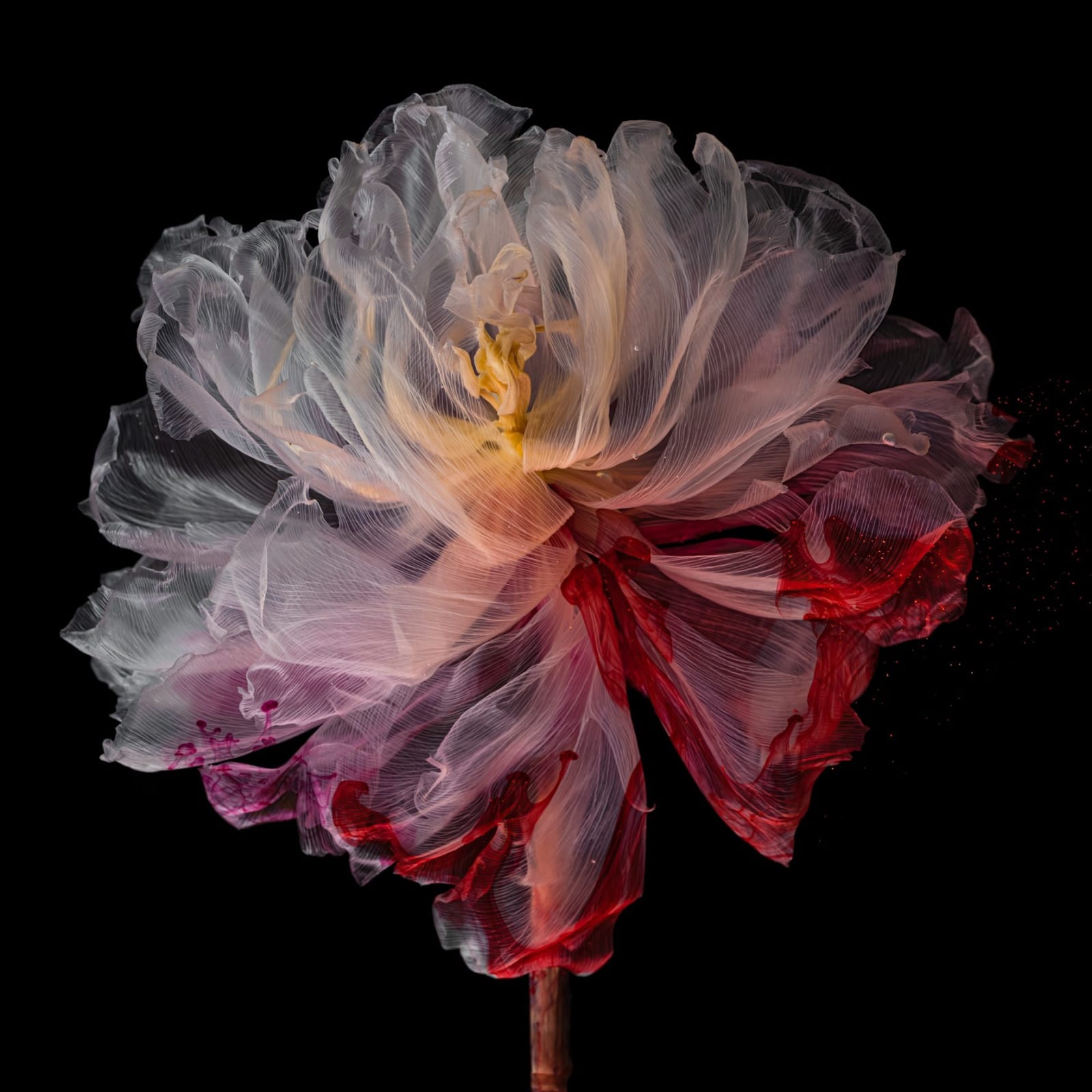 Kathrin Linkersdorff, From the series Fairies, V/2, 2021