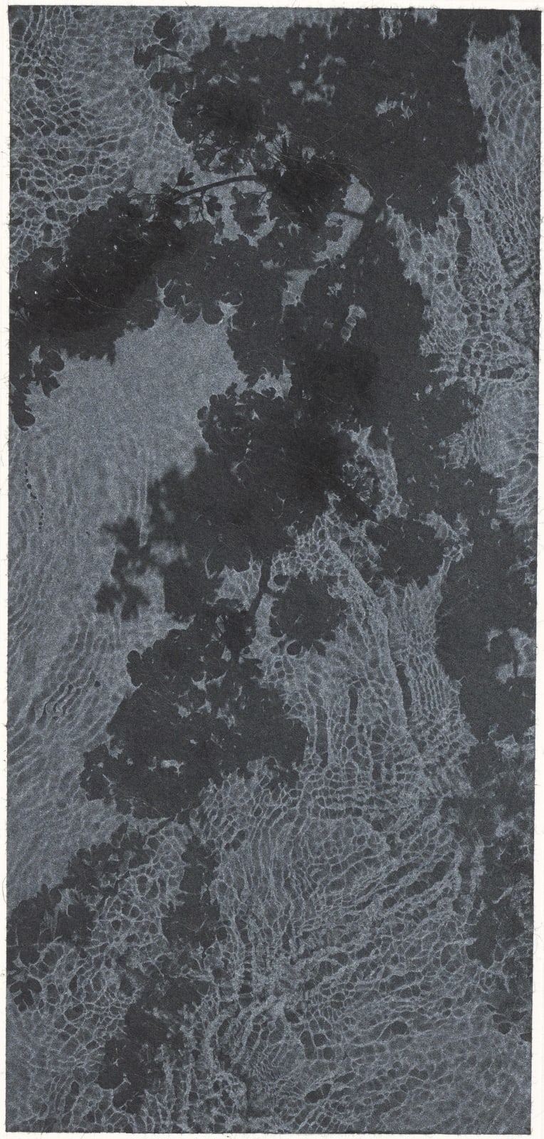 Susan Derges, Hawthorn, 2018
