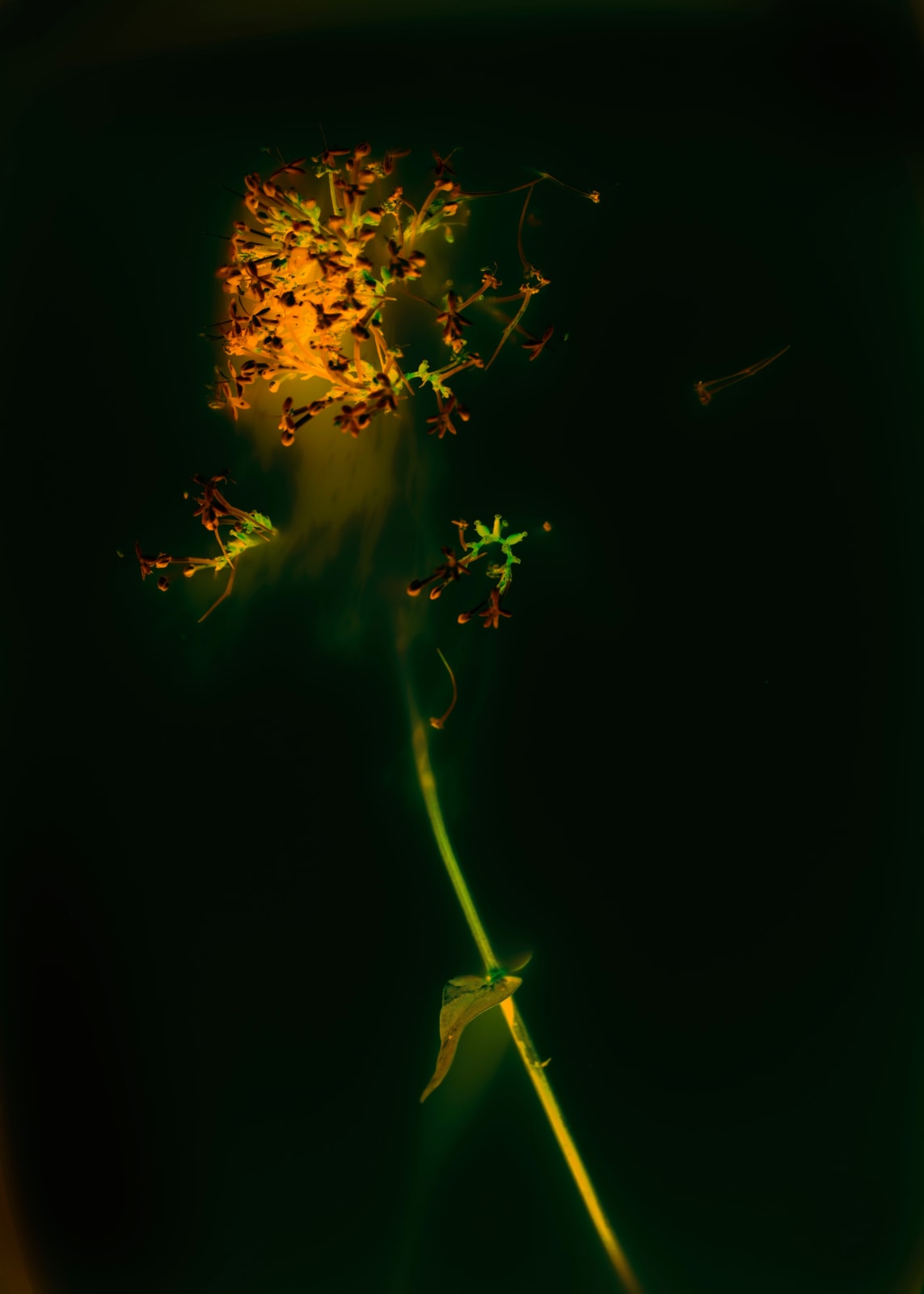 Anaïs Tondeur, Caprifoliaceae, Le trèfle, l'abeille, 2024