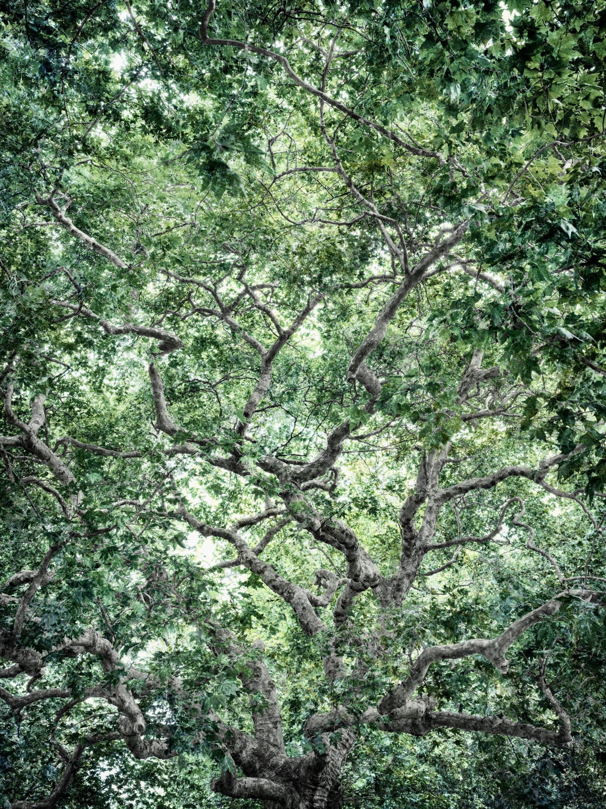 Santeri Tuori, Woodlands 7, 2025