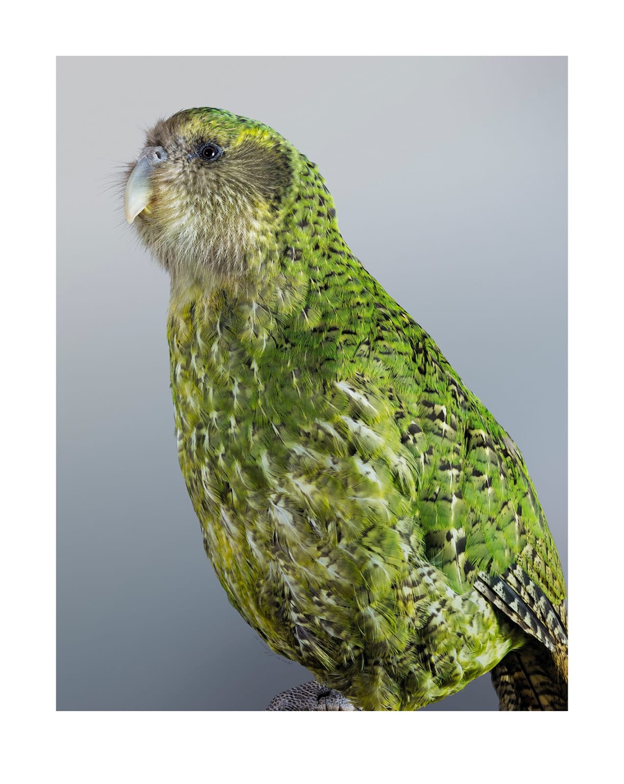 Leila Jeffreys, From the series Memory of the world, Kākāpō, 2025