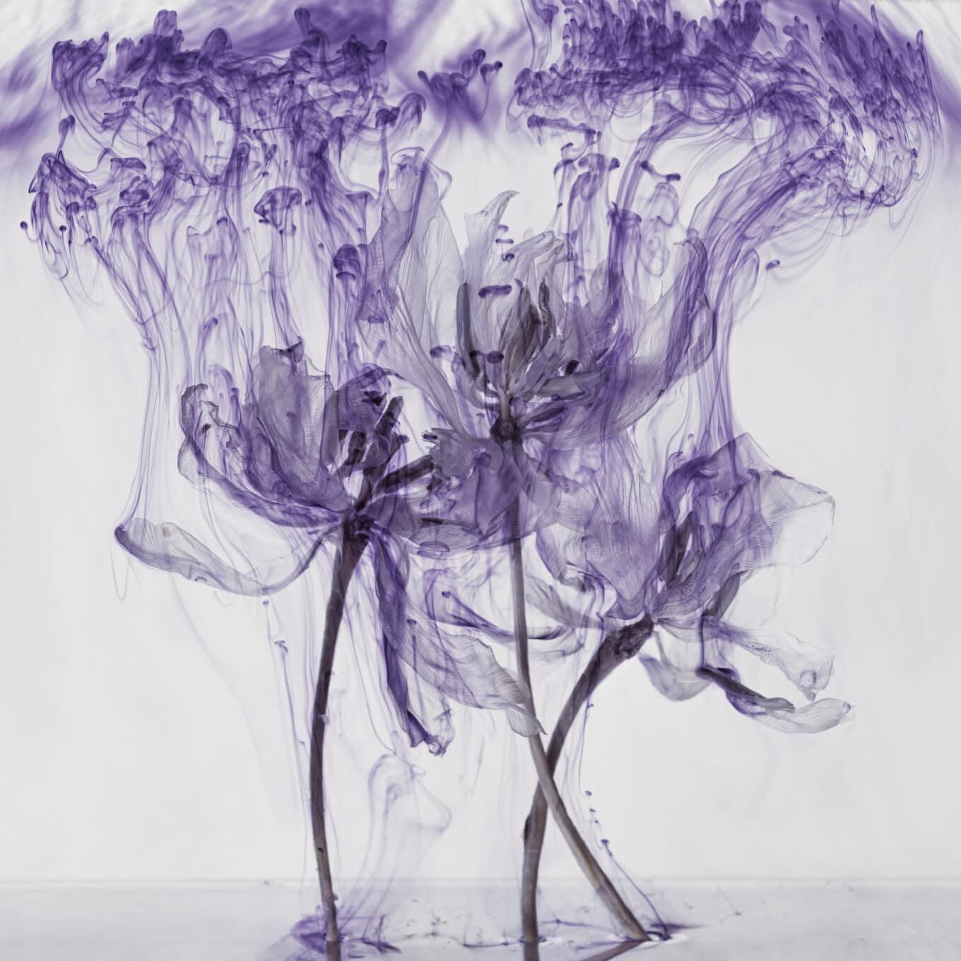Kathrin Linkersdorff, From the series Fairies, IV/4, 2020
