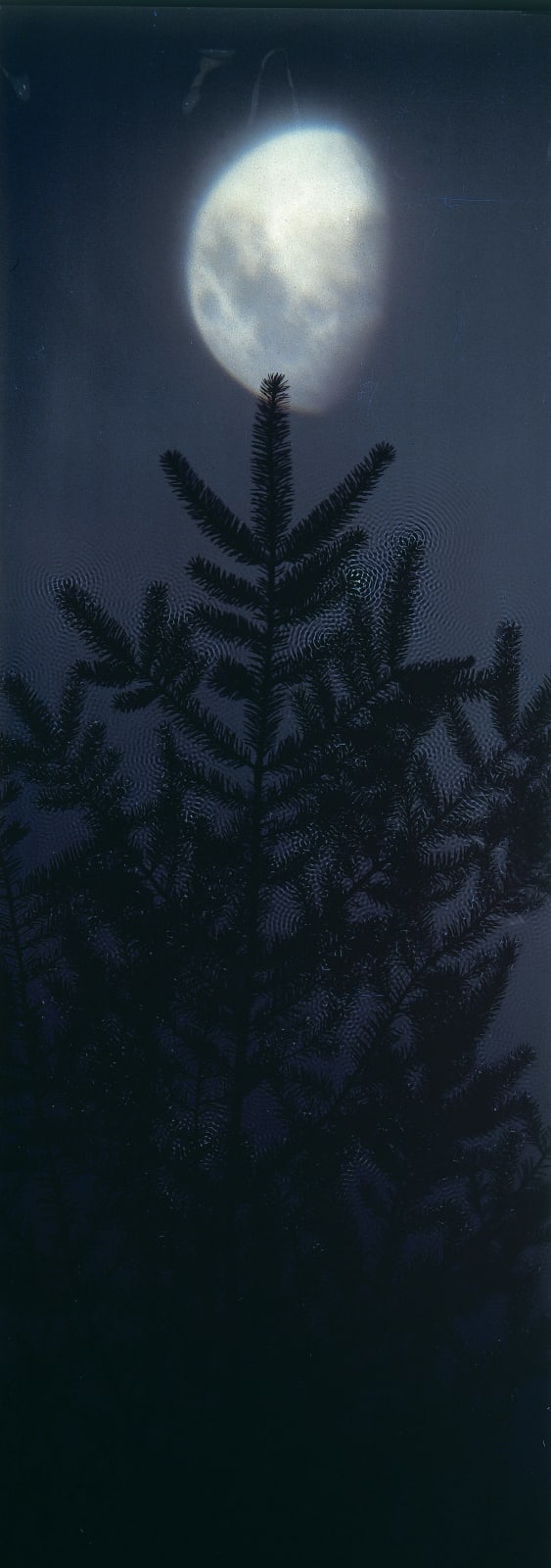 Susan Derges, Half Moon Fir, 2002