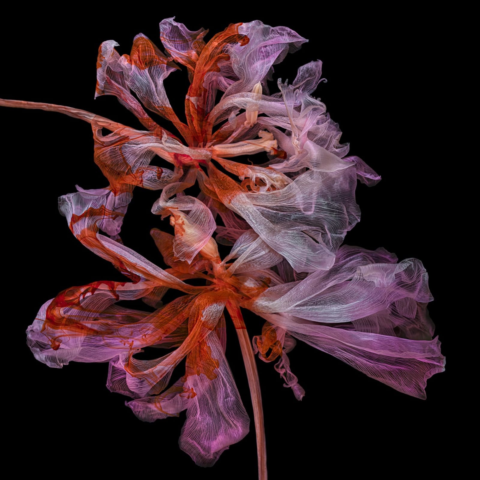 Kathrin Linkersdorff, From the series Fairies, V/3, 2021