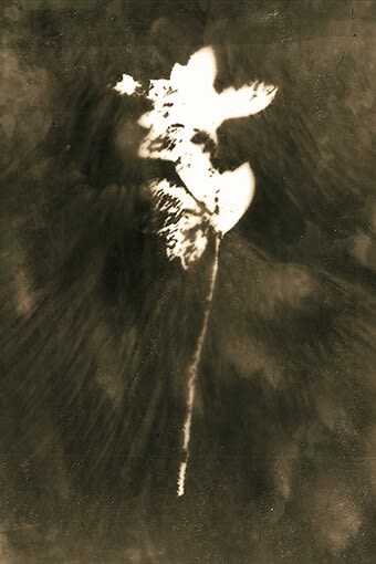 Anaïs Tondeur, Byrsonima lucida, Exclusion zone, Chernobyl, Ukraine Radiation level: 1.7 Microsieverts, From the series Chernobyl Herbarium, 2011 – ongoing