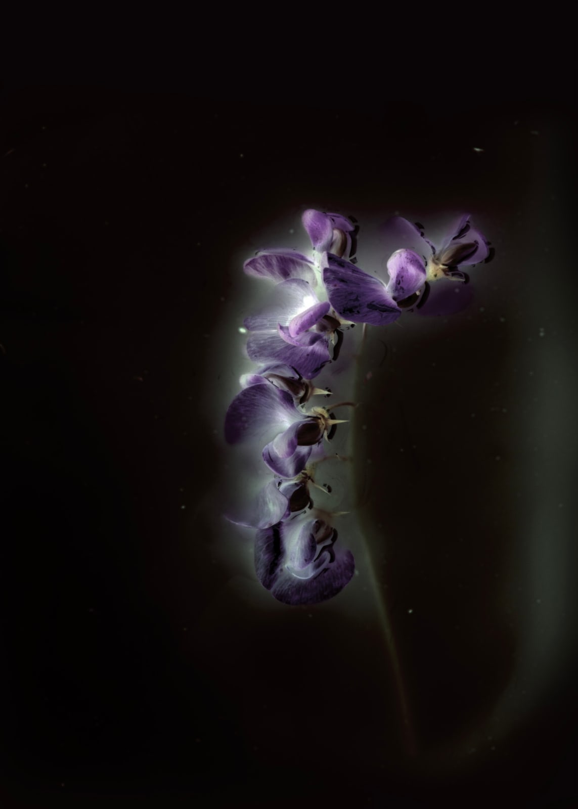 Anaïs Tondeur, Lathyrus odoratus in blossom, Le trèfle, l'abeille, 2023