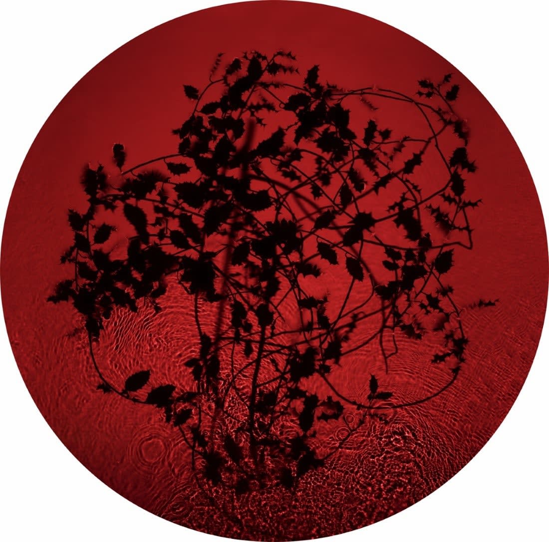 Susan Derges, Holly, 2013