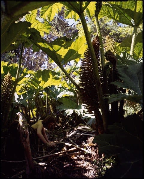 Tom Hunter, Invasive Species, Gunnera Tinctoria , 2020