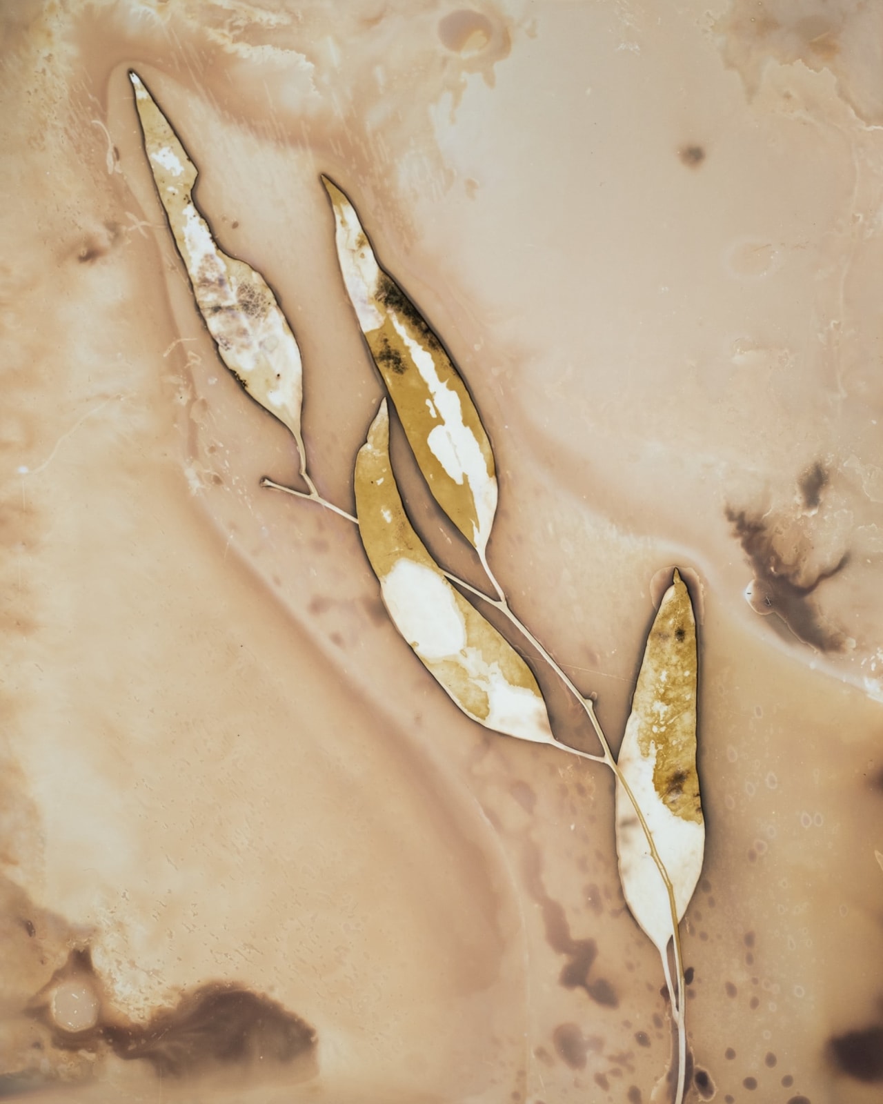 Anaïs Tondeur, Eucalyptus camaldulensis I, Ercolano, Vesuvio, 2024