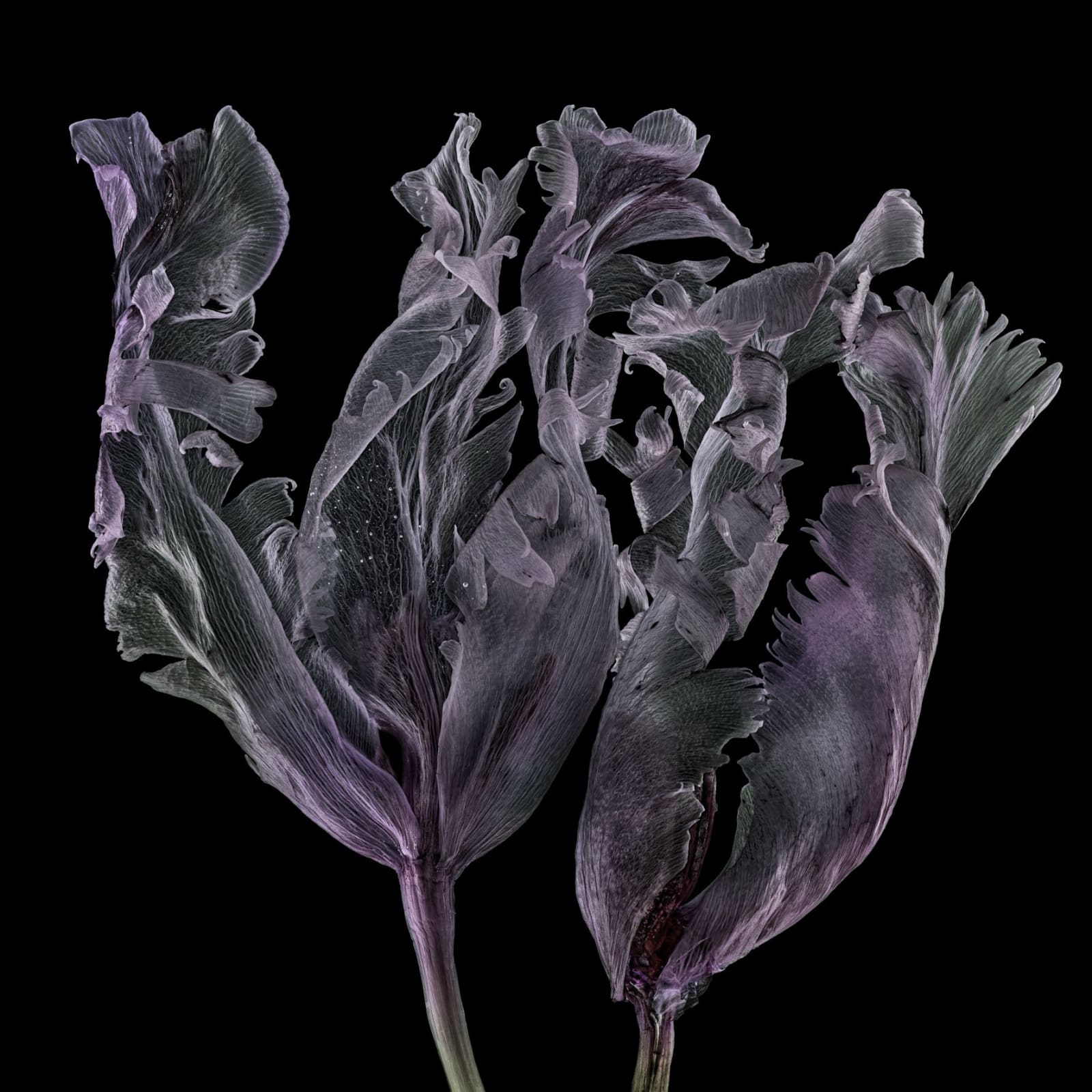 Kathrin Linkersdorff, From the series Fairies, III/2, 2021