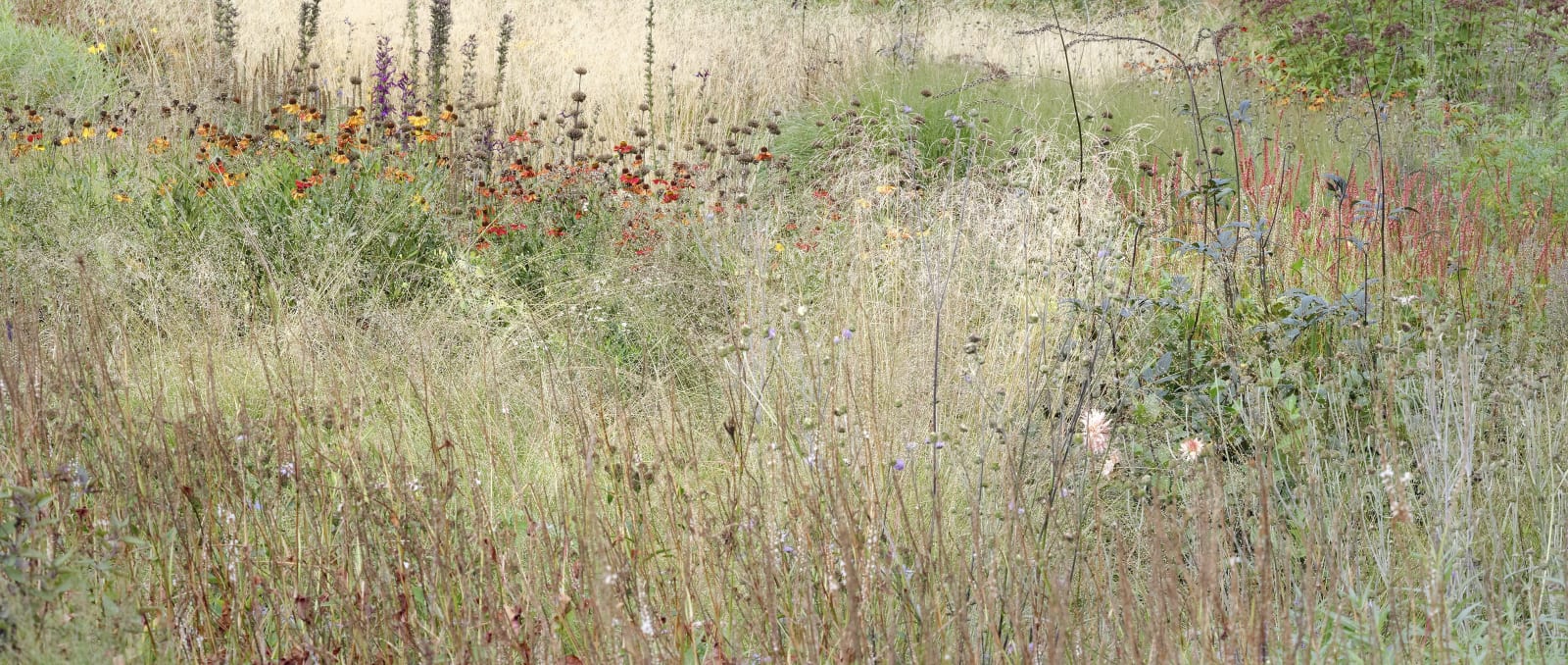 Sandra Kantanen, Meadow 10 with orange flowers, 2025