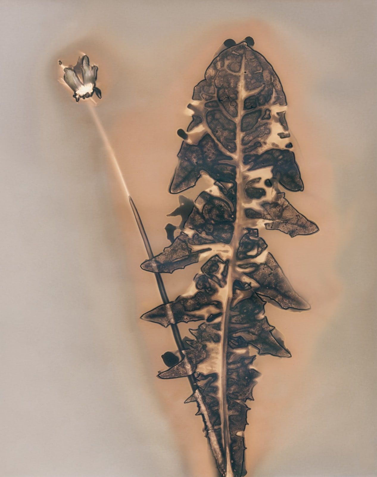 Anaïs Tondeur, Taraxacum IV, Lagno dell’Inferno, Acerra, 2024