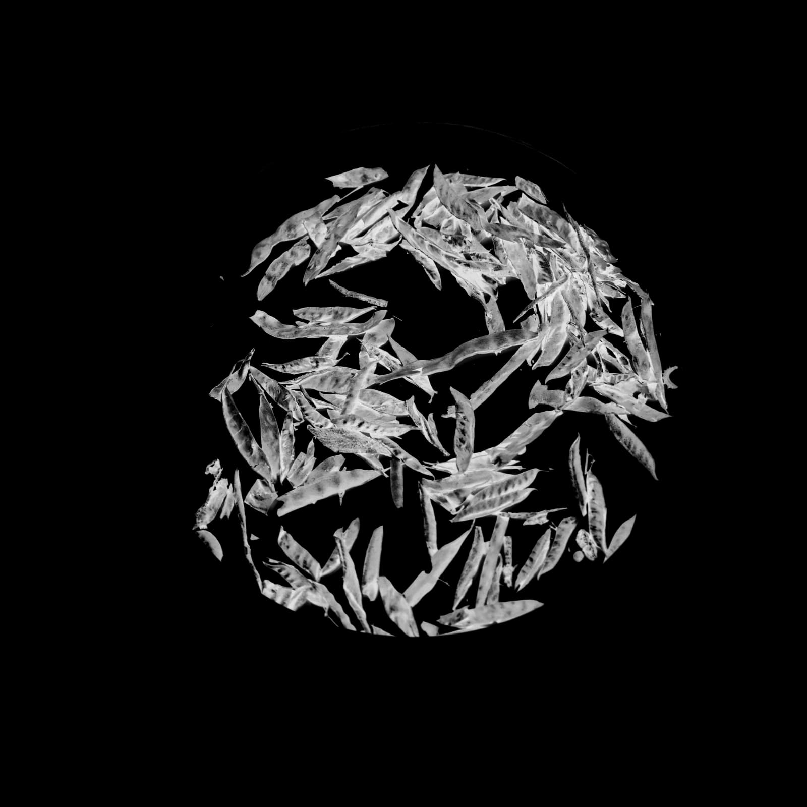 Anais Tondeur, Wild legume pods, 2024