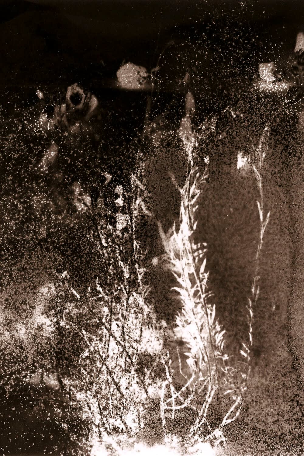 Anaïs Tondeur, Linum usitatissimum, Exclusion Zone, Chernobyl, Radiation level: 1.7 Microsieverts, From the series Chernobyl Herbarium, 2011 – ongoing