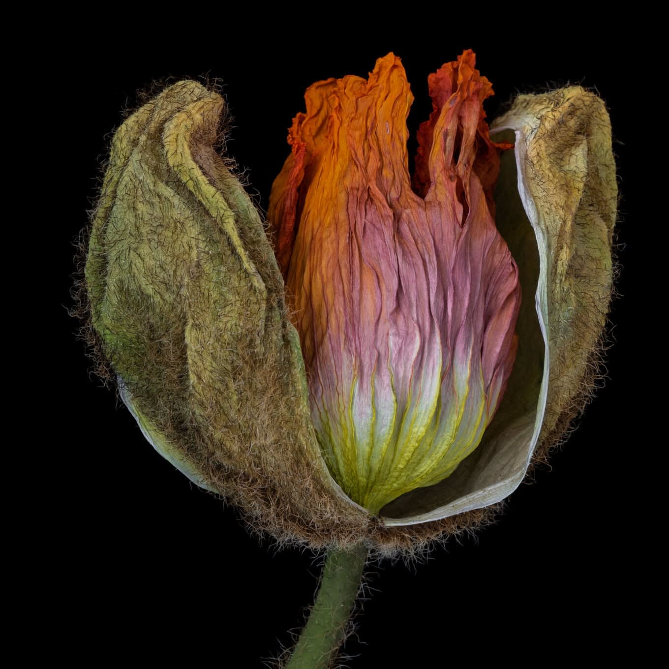 Kathrin Linkersdorff, Wabi-sabi II/4 Poppy, 2017