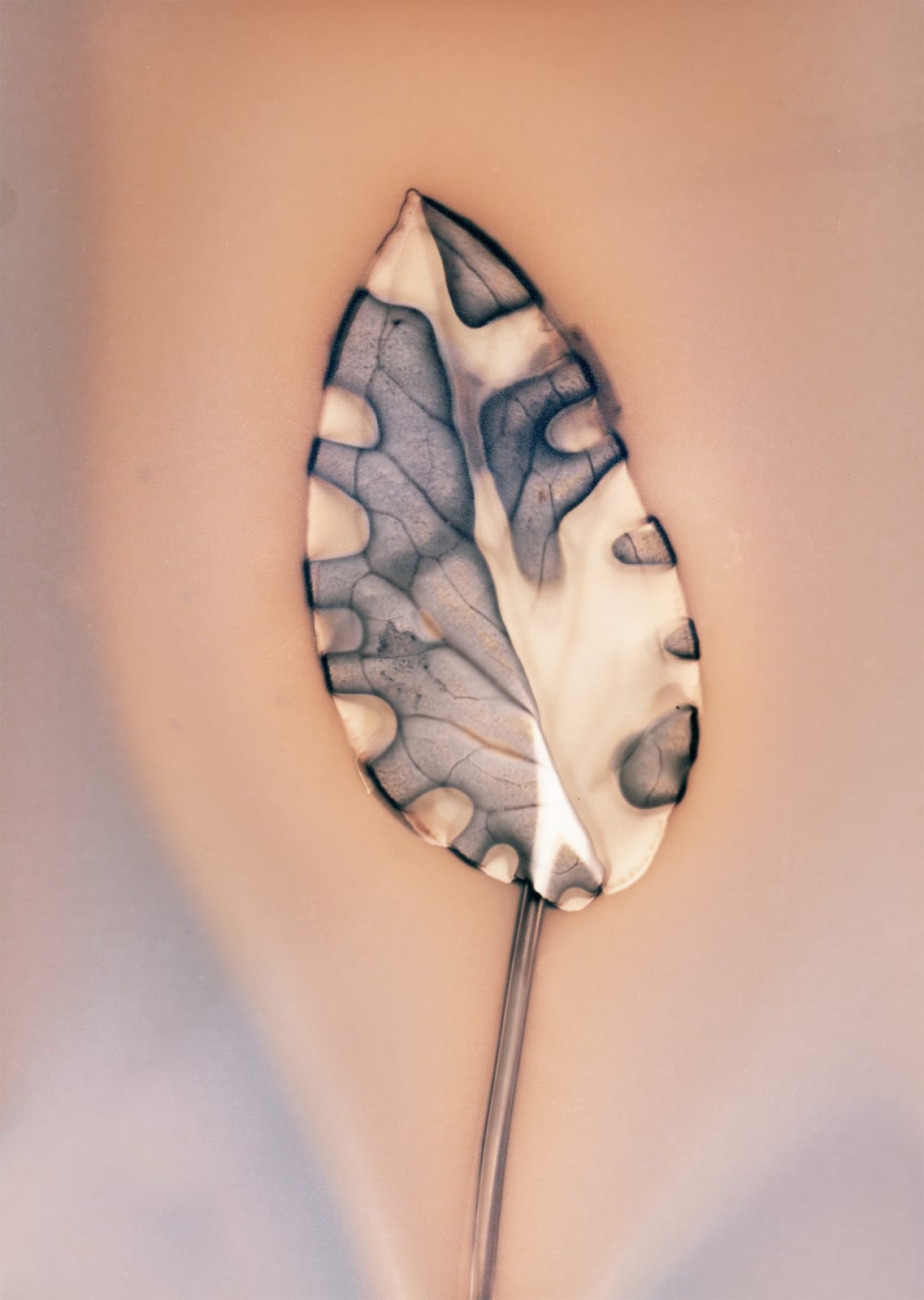 Anaïs Tondeur, Arum Italicum II, Lago Patria, 2024