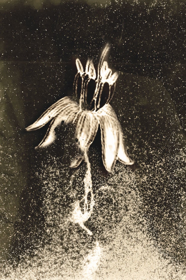 Anaïs Tondeur, Comandra umbellata santalaceae, Exclusion Zone, Chernobyl, Radiation level: 1.7 Microsieverts, From the series Chernobyl Herbarium, 2011 – ongoing