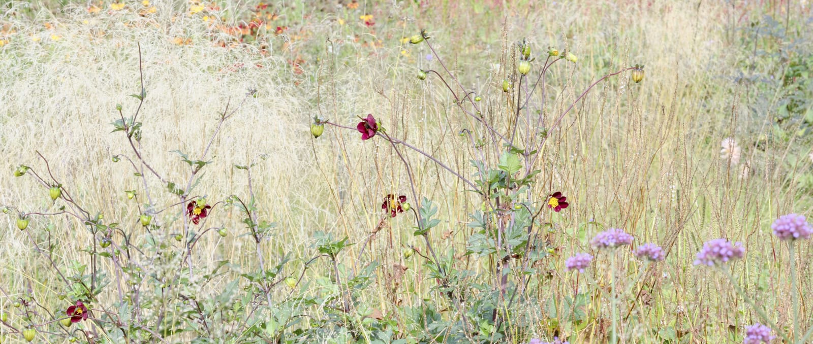 Sandra Kantanen, Meadow with red flowers, 2025