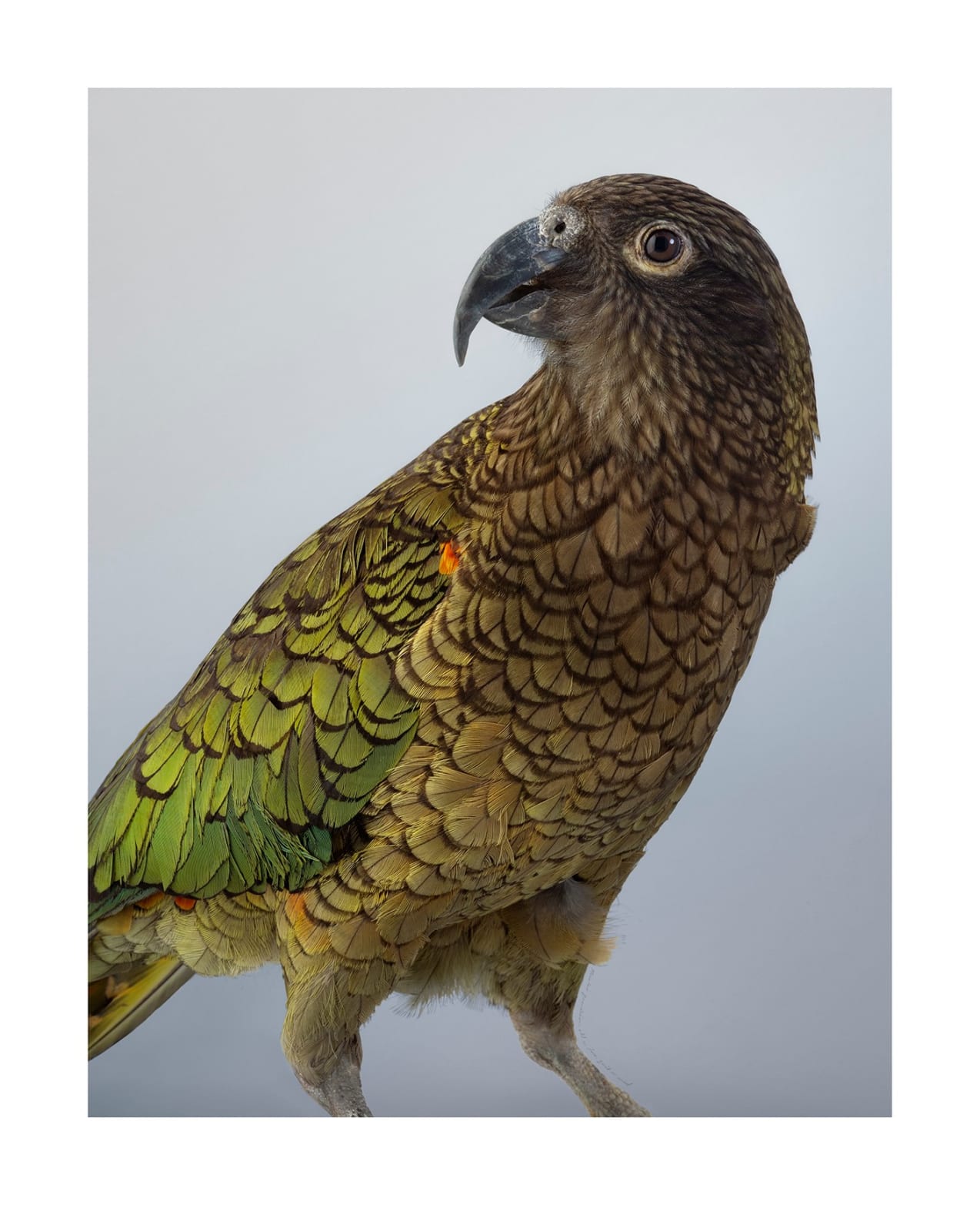 Leila Jeffreys, Kea, 2025