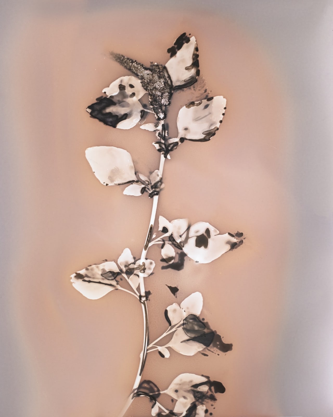 Anaïs Tondeur, Amaranthus, Temporary storage site for packaged waste, Villa Literno, 2024