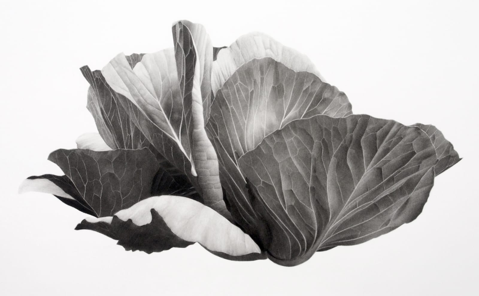 Jonathan Delafield Cook, Cabbage II, 2022