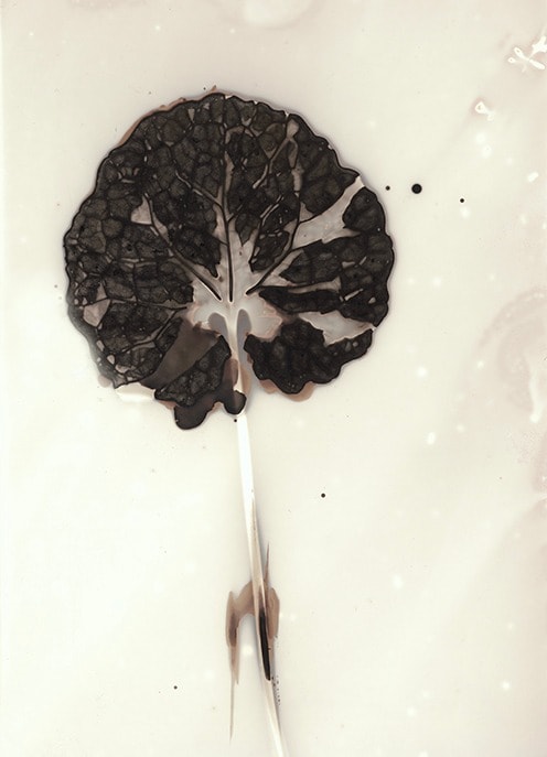 Anaïs Tondeur, Alliaria petiolata III, Acerra, Canale dei Regi Lagni, Terra dei Fuochi, Italy, 2024 - 2025