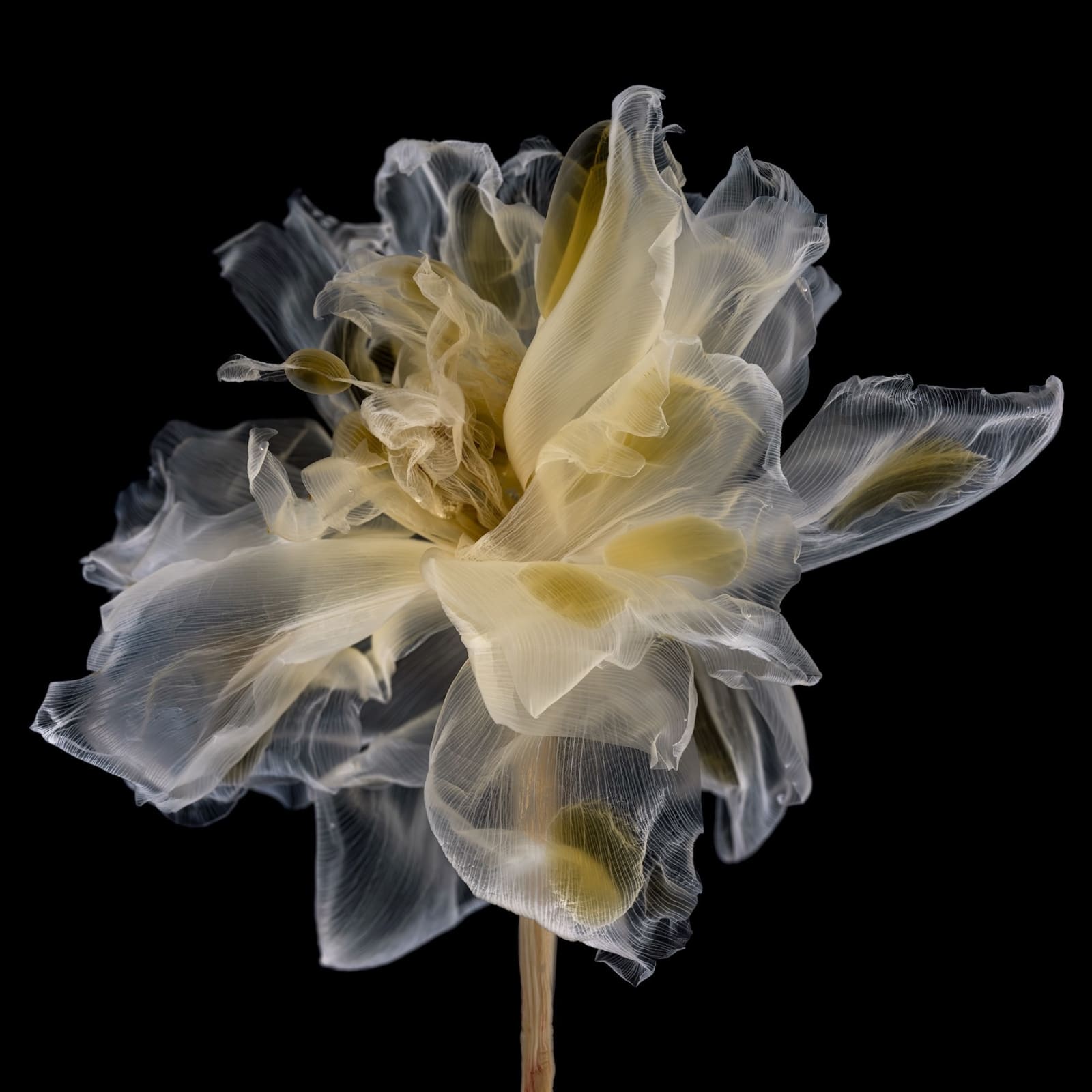 Kathrin Linkersdorff, From the series Fairies, I/1, 2020